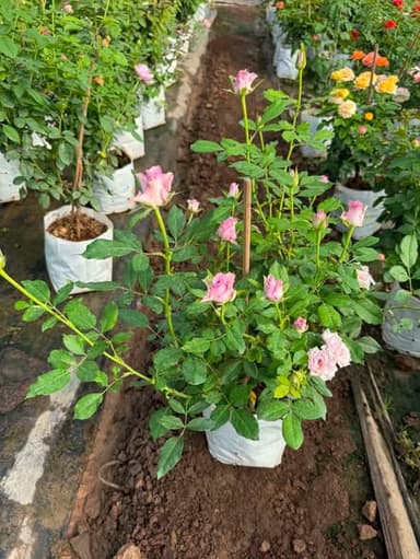 กุหลาบ Chilly สีม่วงพาสเทล