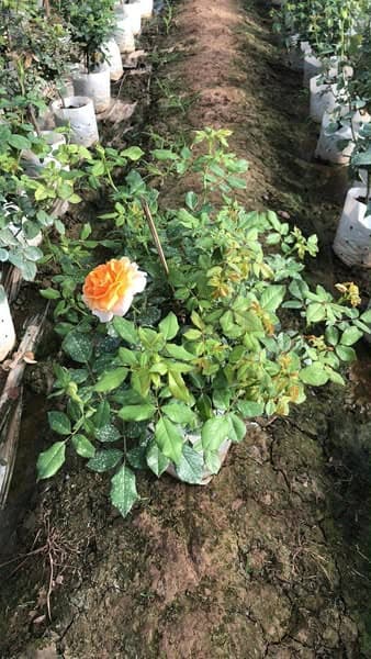 โกลเด้น บุดด้า (Golden Buddha)