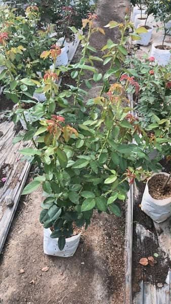 กุหลาบ Mary Lou