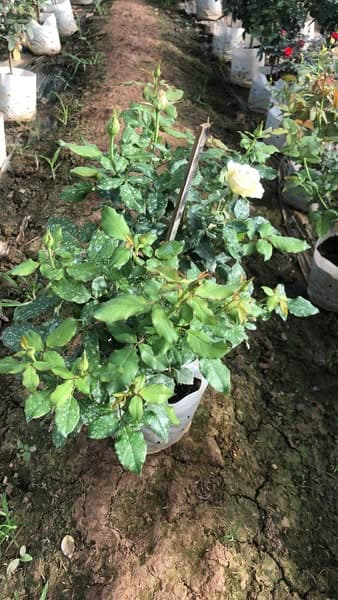 🌹 กุหลาบนอร์ทเดม (Notre Dame)