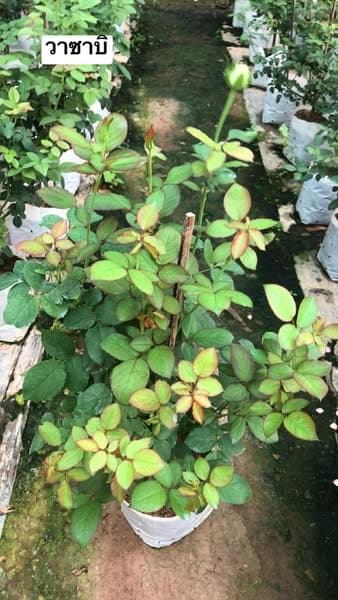 กุหลาบวาซาบิ (Wasabi)