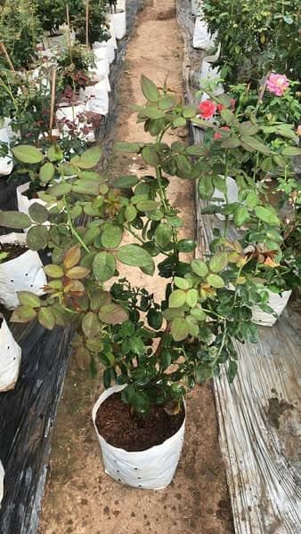 เรด ซามูไร กุหลาบทรงพุ่ม