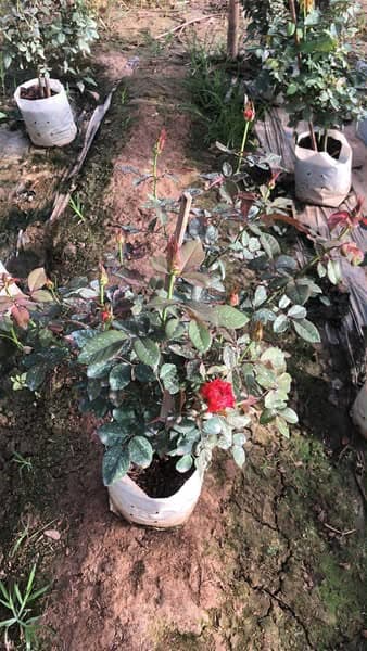 กุหลาบ Free Spirit