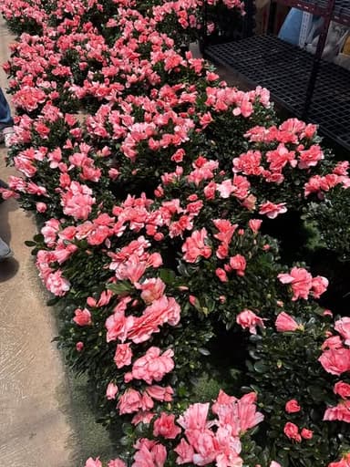กุหลาบพันปี (Azalea)