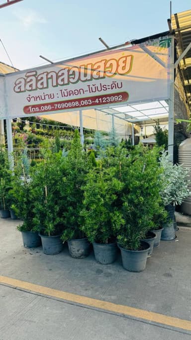 สนใบพาย สวยๆ