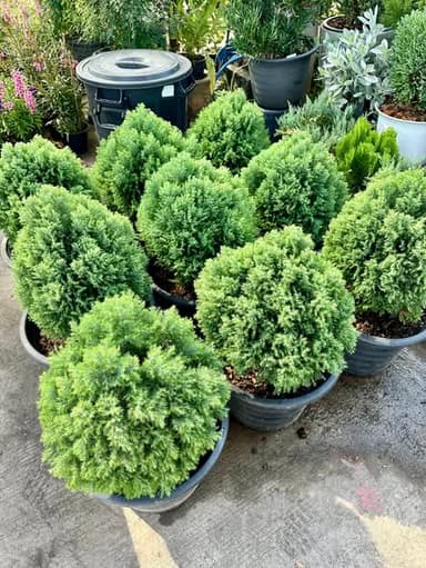 สนบอมแคระ 🌿