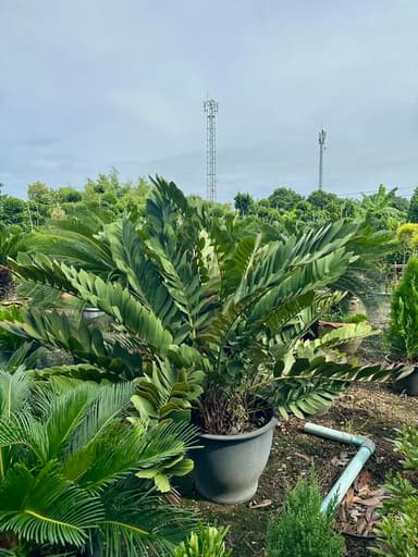 ปรงแม็กซิกันคู่แฝด 🌵✨