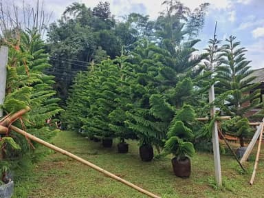 สนฉัตรฟอร์มสวย