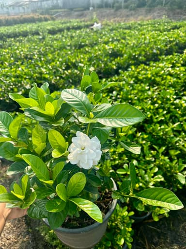 พุดสาคร