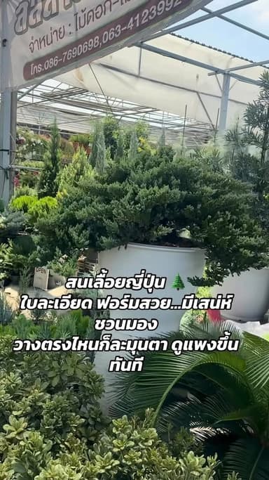 สนเลื้อยญี่ปุ่น