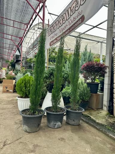 Italian Cypress - สนอิตาลี