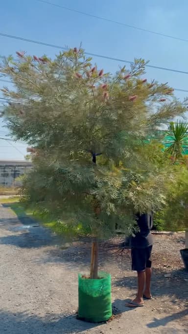 สนเกรวิลเลียม่วงแคระ