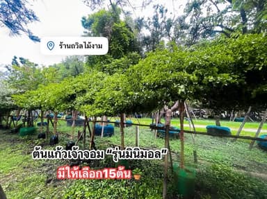 ต้นแก้วเจ้าจอม 4/6