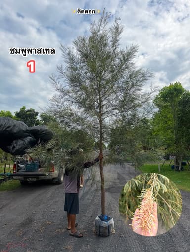 Grevillea ไม้ดอกหลากสี