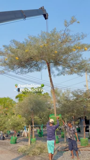 สนเกรวิลเลียเหลืองเลื้อย