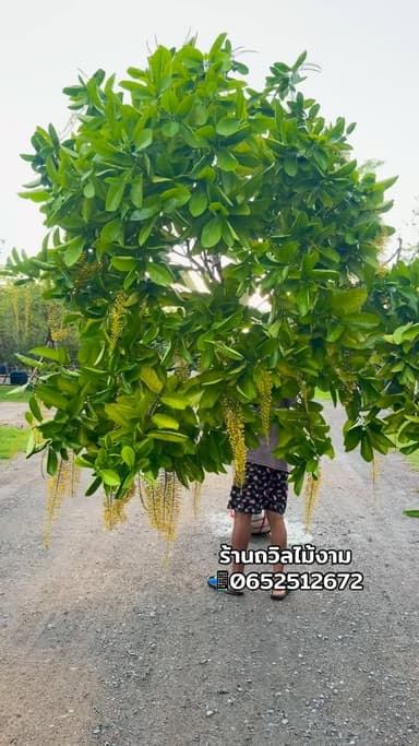 โซ่ทองคำ / สร้อยสุวรรณ ฟอร์มสวย