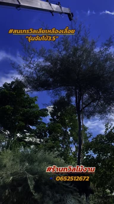 สนเกรวิลเลียเหลืองเลื้อย
