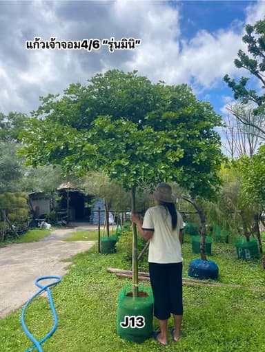 หลิวออสเตรเลีย - ต้นไม้สวยงามสำหรับสวนคุณ