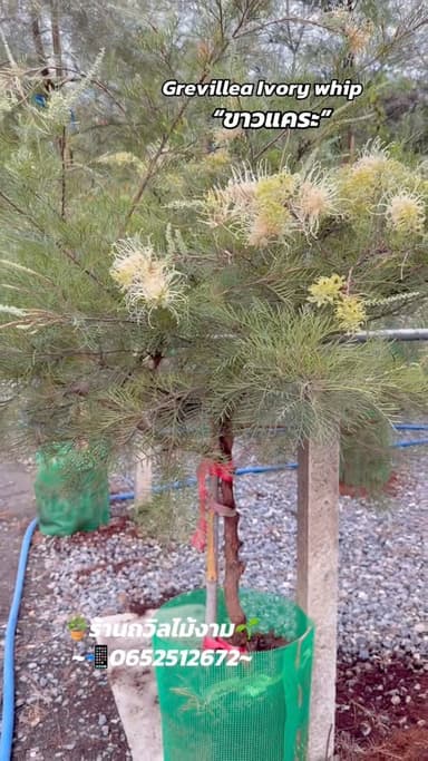 สนเกรวิลเลียขาวแคระ