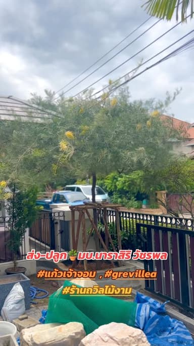 สนเกรวิลเลีย #แก้วเจ้าจอม