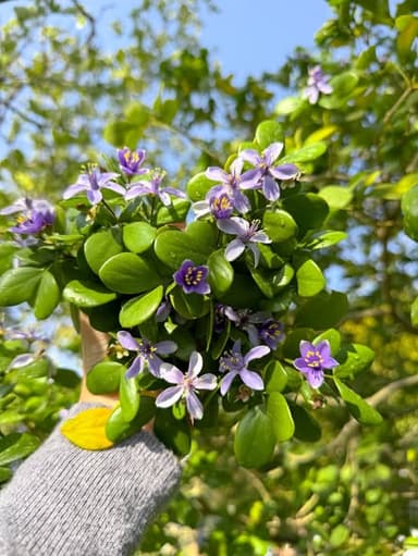 ต้นแก้วเจ้าจอม 4 ใบ โบราณ (ติดดอก)