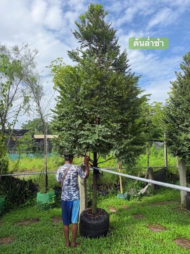 ต้นล่ำซำ ฟอร์มฉัตร สูง 3.5-4 เมตร