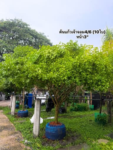 ต้นแก้วเจ้าจอม 4-10 ใบ