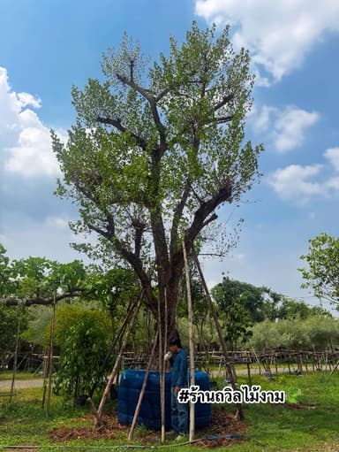 เสม็ดแดง ไม้ขุดล้อม ไม้ประธาน
