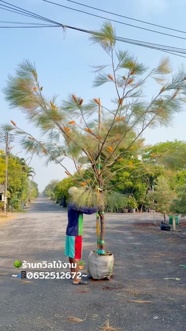 สนเกรวิลเลียส้มเม่น