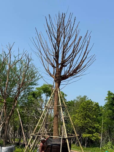 ต้นมั่งมี (Money Tree)