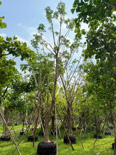 ต้นจามจุรี 6-9 นิ้ว 🌿