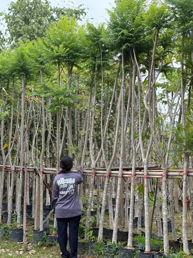 ต้นศรีตรัง 2" - ไม้มงคลสำหรับสวนคุณ