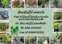 ต้อมพันธุ์ไม้ คลอง15 logo
