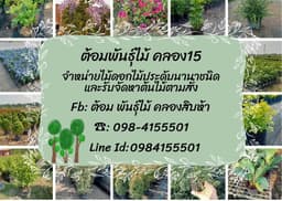 ต้อมพันธุ์ไม้ คลอง15
