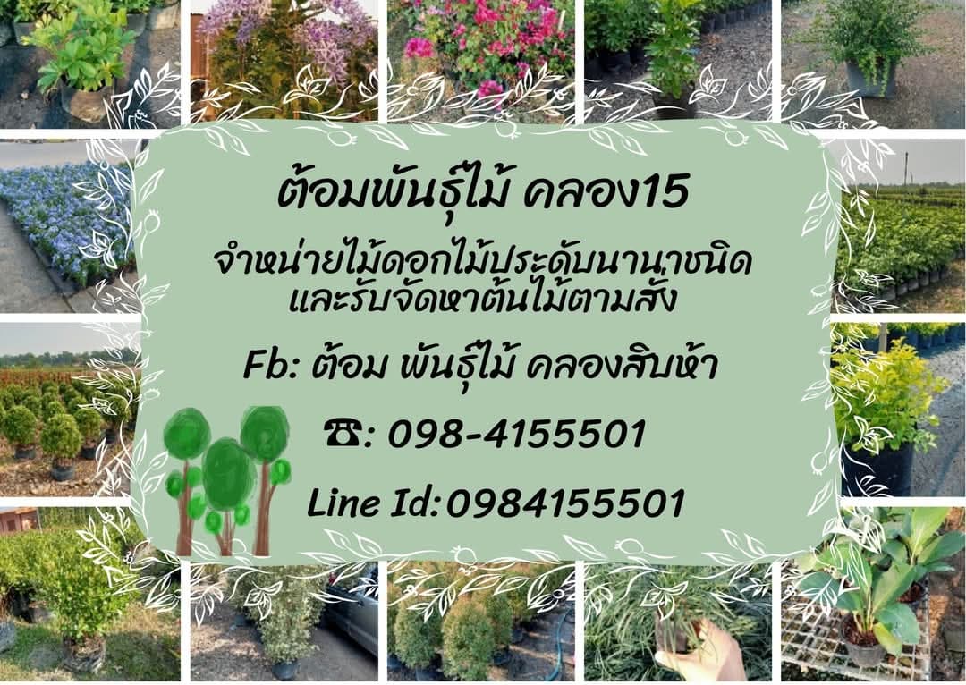 ต้อมพันธุ์ไม้ คลอง15