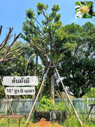 ต้นมั่งมี ไม้มงคล เรียกทรัพย์ พร้อมย้ายบ้าน