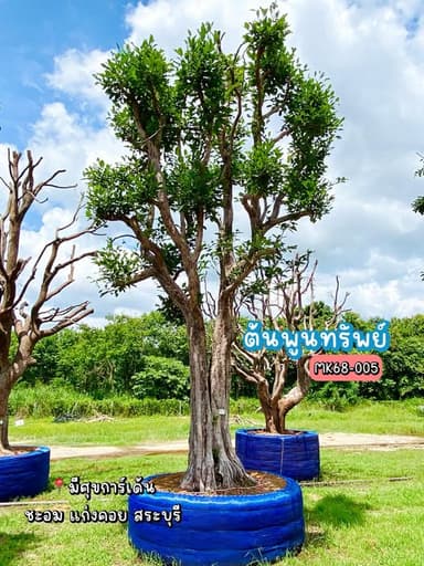 ต้นพูนทรัพย์ (กระบก) ฟอร์มสวยงาม