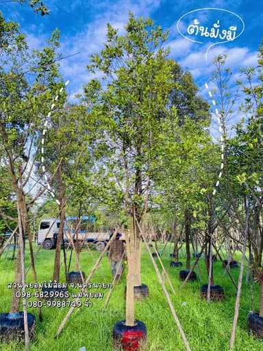 ต้นไม้สวยสำหรับแต่งสวน
