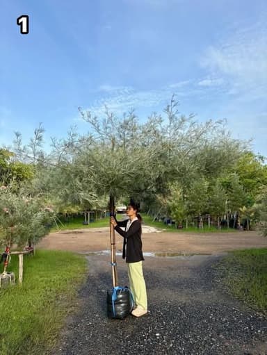 สนเกรวิลเลียเหลืองเลื้อย