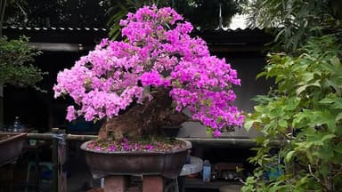 บอนไซเฟื่องฟ้า: สีสันแห่งความสุข เติมชีวิตชีวาให้บ้านและสวน