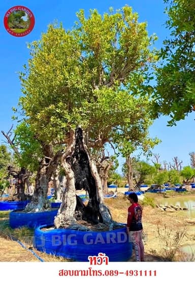 หว้าลีลาโบราณ ต้นไม้มงคล เสริมพูนทรัพย์ 🌳