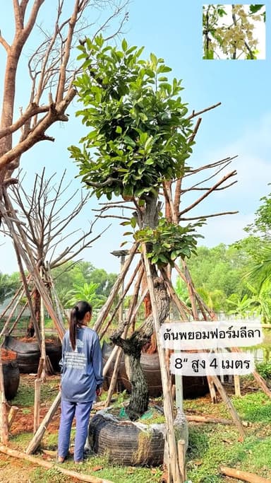 ต้นพยอมฟอร์มสวย
