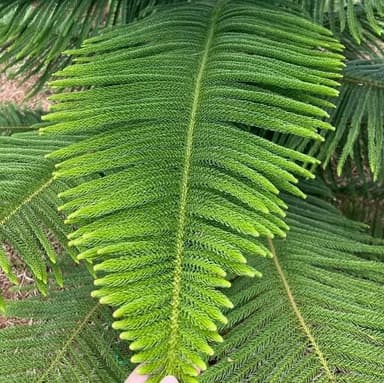 สนฉัตรฮาวาย เกรดพรีเมี่ยม 🌲