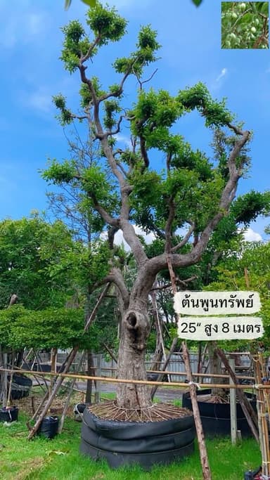 ต้นพูนทรัพย์ ไม้มงคล