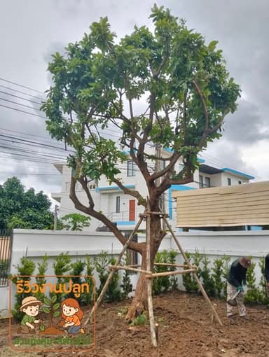 ต้นจิกน้ำ สูง 6 เมตร 🌳