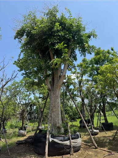 ตะแบก หน้า27นิ้ว ฟอร์มสวย🌳