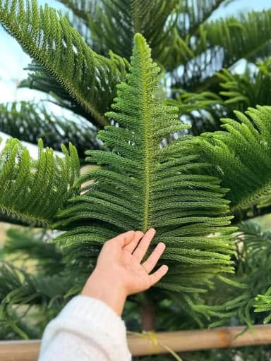 สนฉัตรฮาวาย ขนาด 2.5 - 3 เมตร 🌴