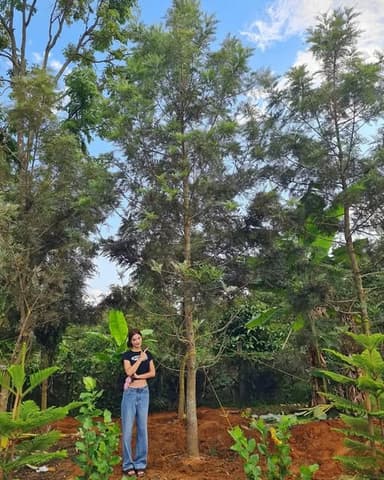 ซิลเวอร์โอ๊ค ออสเตรเลีย ชุดสุดคุ้ม 🌳