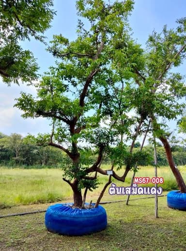 ต้นเสม็ดแดง ไม้มงคลให้ร่มเงา ขนาดใหญ่ พร้อมปลูก