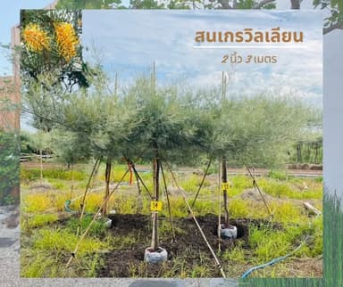 ต้นสนเกรวิลเลีย